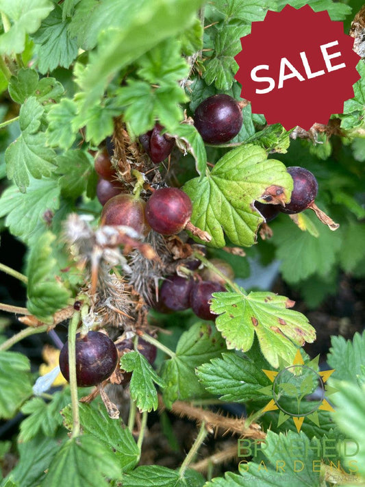 Buy Native Gooseberry an Edible Shrub in Grande Prairie Alberta - Braeheid Gardens Ltd.