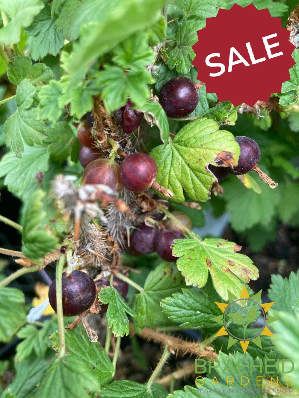 🍇 Auction #4 – Your Cold-Hardy Berry & Grape Collection (Zone 2–3)