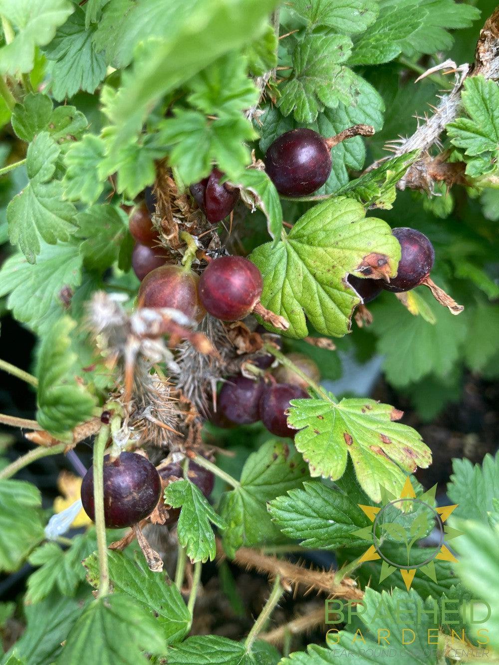 Buy Native Gooseberry an Edible Shrub in Grande Prairie Alberta - Braeheid Gardens Ltd.