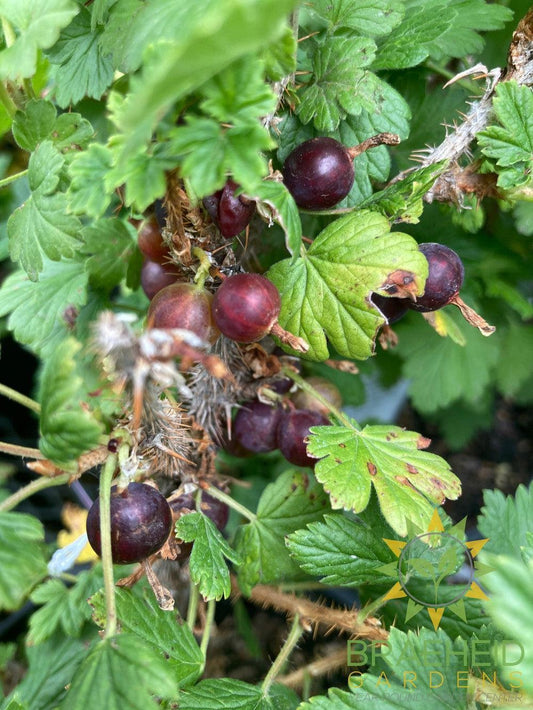 Buy Native Gooseberry an Edible Shrub in Grande Prairie Alberta - Braeheid Gardens Ltd.