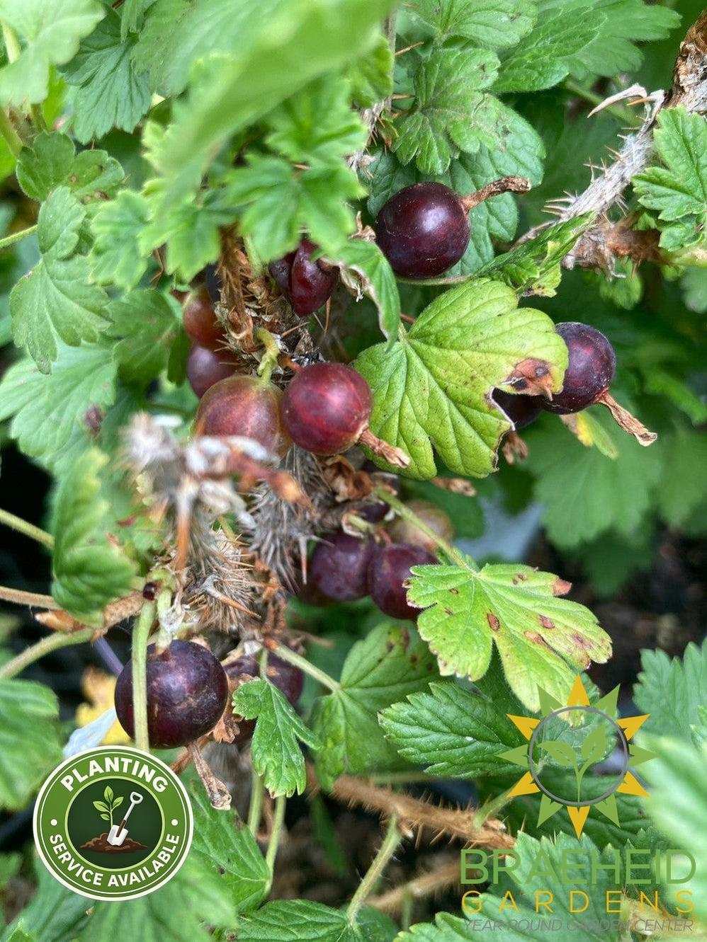 Buy Native Gooseberry an Edible Shrub in Grande Prairie Alberta - Braeheid Gardens Ltd.