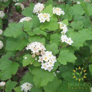 Native Ninebark
