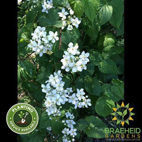 Buy Native Raspberry an Edible Shrub in Grande Prairie Alberta - Braeheid Gardens Ltd.