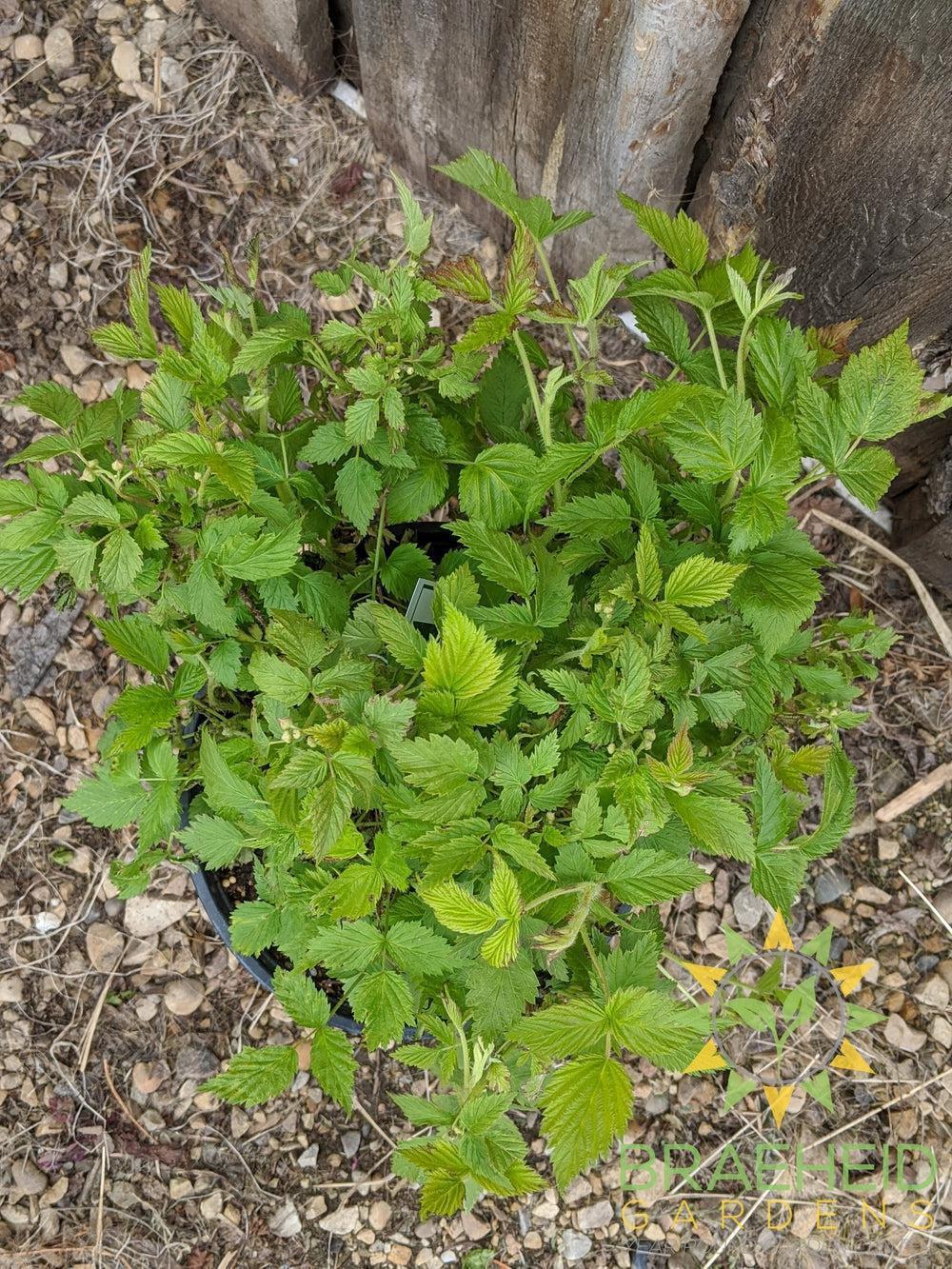 Buy Native Raspberry an Edible Shrub in Grande Prairie Alberta - Braeheid Gardens Ltd.