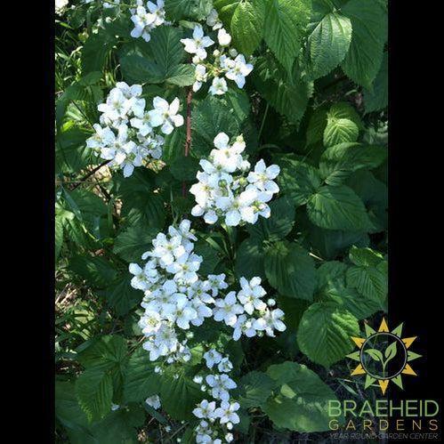 Buy Native Raspberry an Edible Shrub in Grande Prairie Alberta - Braeheid Gardens Ltd.