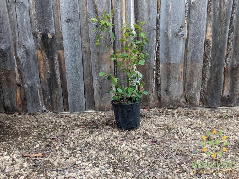 Buy Native Saskatoon an Edible Shrub in Grande Prairie Alberta - Braeheid Gardens Ltd.