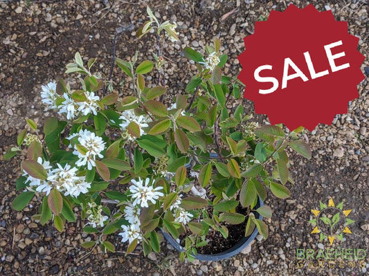 Buy Native Saskatoon an Edible Shrub in Grande Prairie Alberta - Braeheid Gardens Ltd.