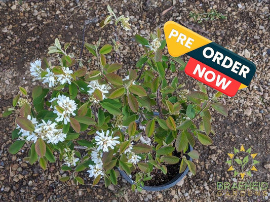 Buy Native Saskatoon an Edible Shrub in Grande Prairie Alberta - Braeheid Gardens Ltd.