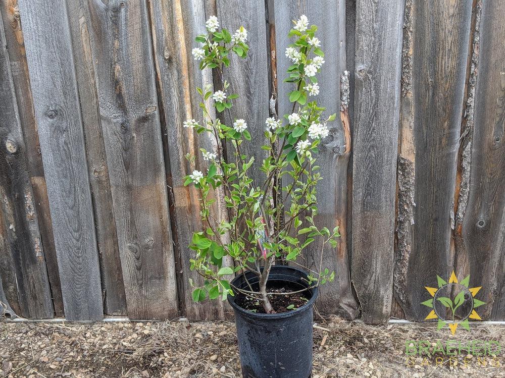 Buy Native Saskatoon an Edible Shrub in Grande Prairie Alberta - Braeheid Gardens Ltd.