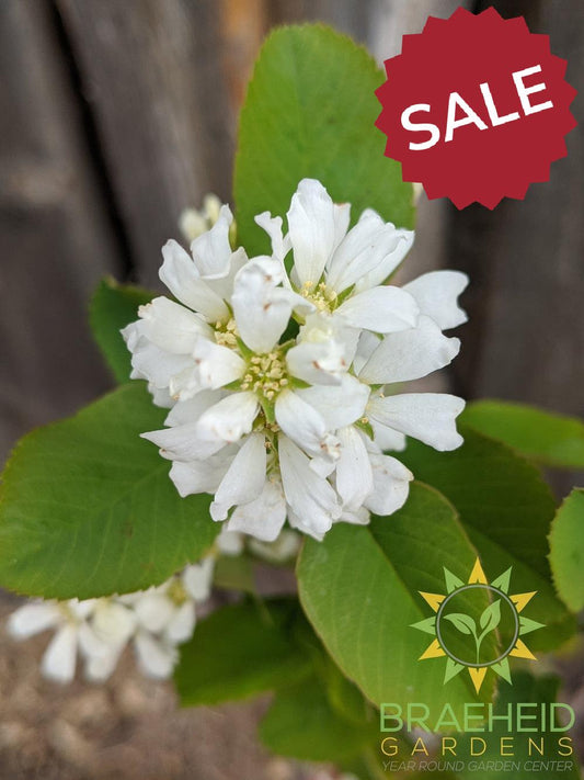 Buy Native Saskatoon an Edible Shrub in Grande Prairie Alberta - Braeheid Gardens Ltd.