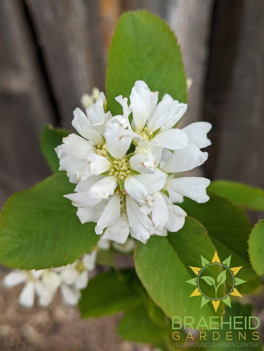 Buy Native Saskatoon an Edible Shrub in Grande Prairie Alberta - Braeheid Gardens Ltd.