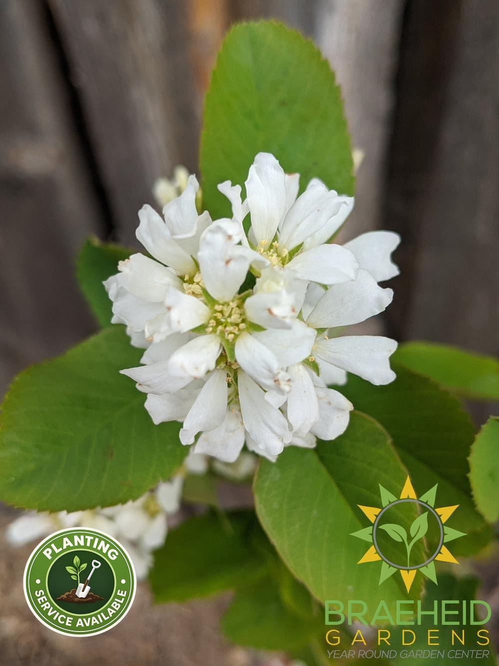 Buy Native Saskatoon an Edible Shrub in Grande Prairie Alberta - Braeheid Gardens Ltd.