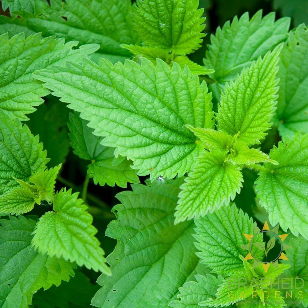 Stinging Nettle (Seeds)