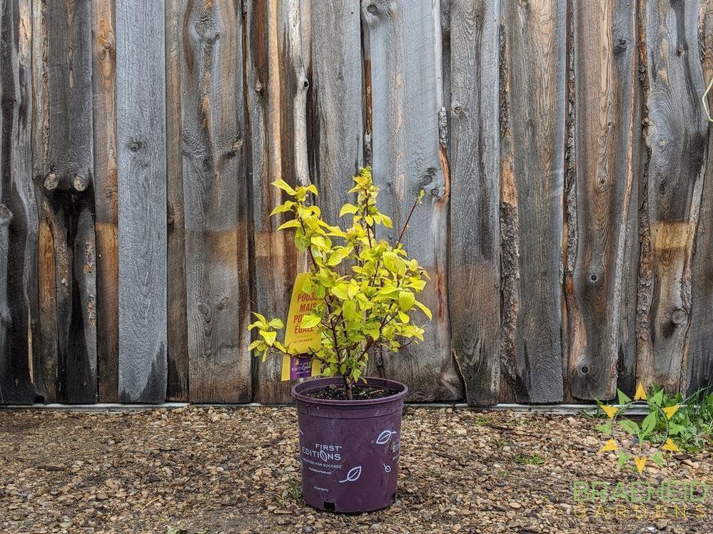 Neon Burst Dogwood