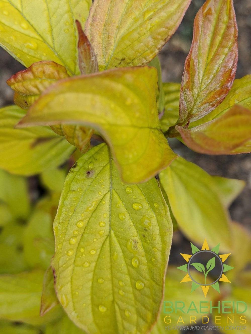 Neon Burst Dogwood
