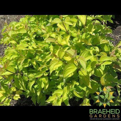 Neon Burst Dogwood
