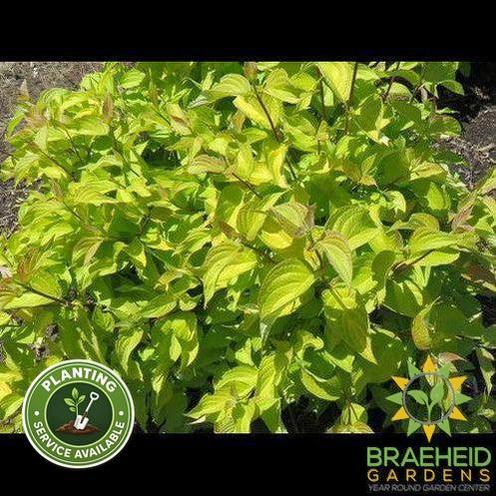Neon Burst Dogwood