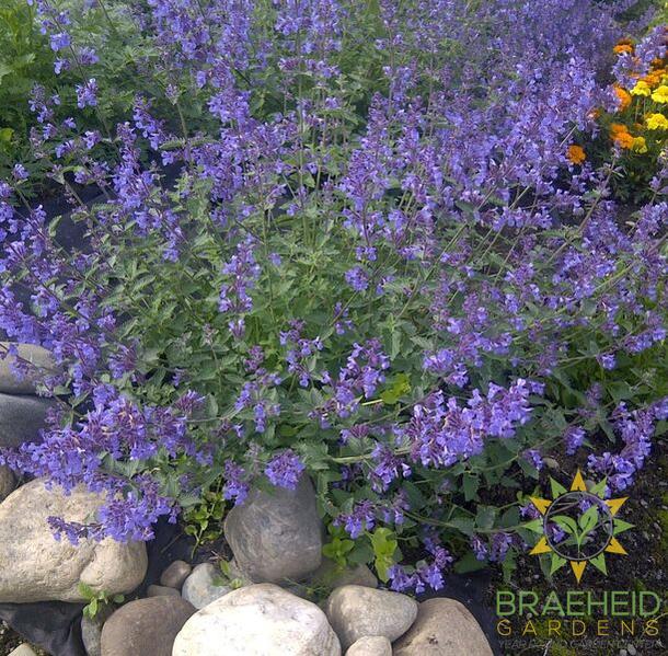Nepeta racemosa 'Walker's Low' Catmint