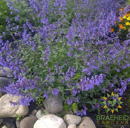 Nepeta racemosa 'Walker's Low' Catmint