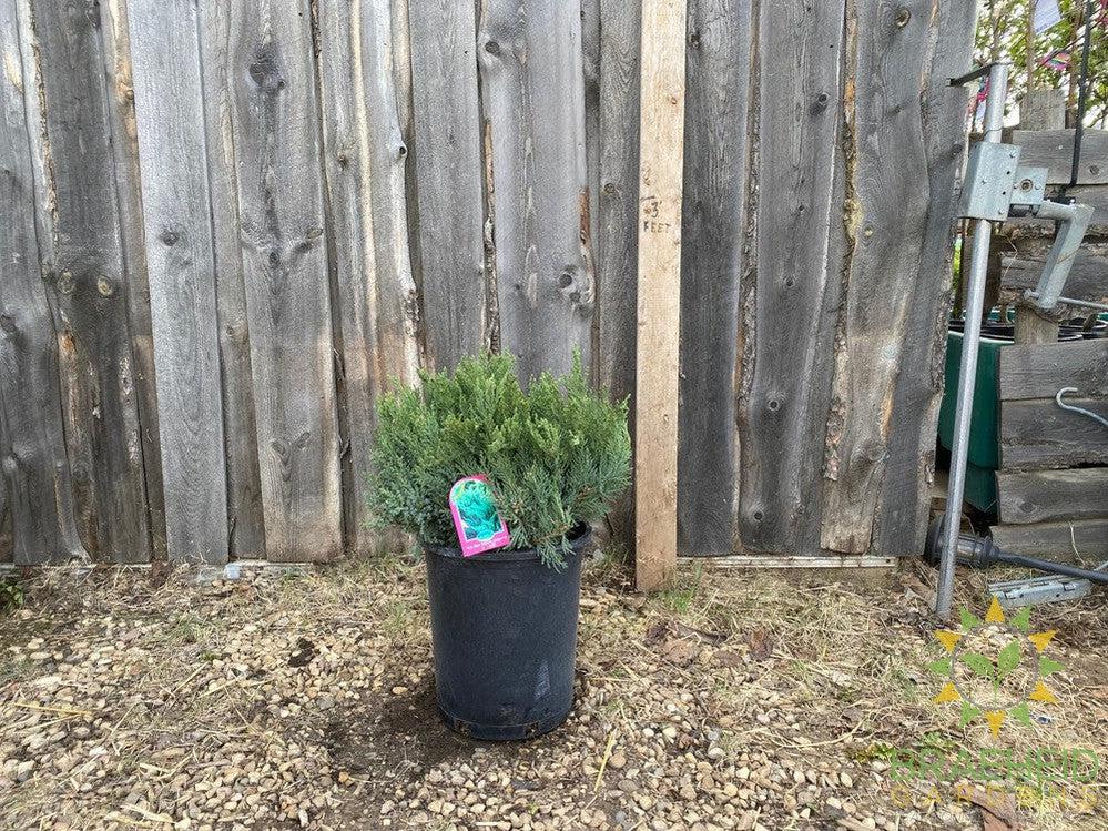 New Blue Tamarix Juniper