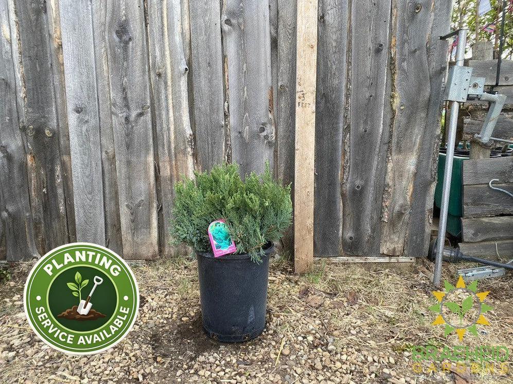 New Blue Tamarix Juniper