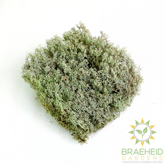 Lichen - Revita-Moss (Cladonia arbuscula)