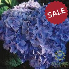 Nikko Blue Hydrangea