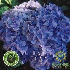 Nikko Blue Hydrangea
