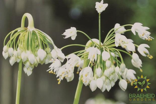 Nodding Onion