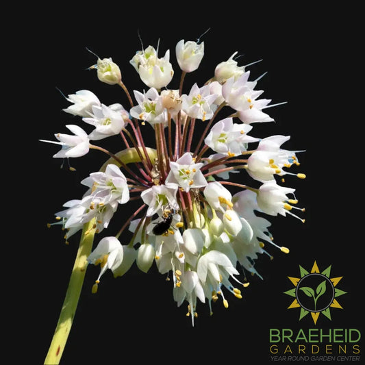 Nodding Onion