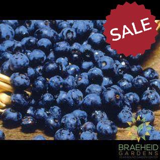 Buy Northblue Blueberry an Edible Shrub in Grande Prairie Alberta - Braeheid Gardens Ltd.