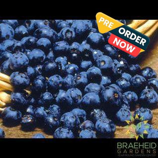 Buy Northblue Blueberry an Edible Shrub in Grande Prairie Alberta - Braeheid Gardens Ltd.