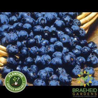Buy Northblue Blueberry an Edible Shrub in Grande Prairie Alberta - Braeheid Gardens Ltd.