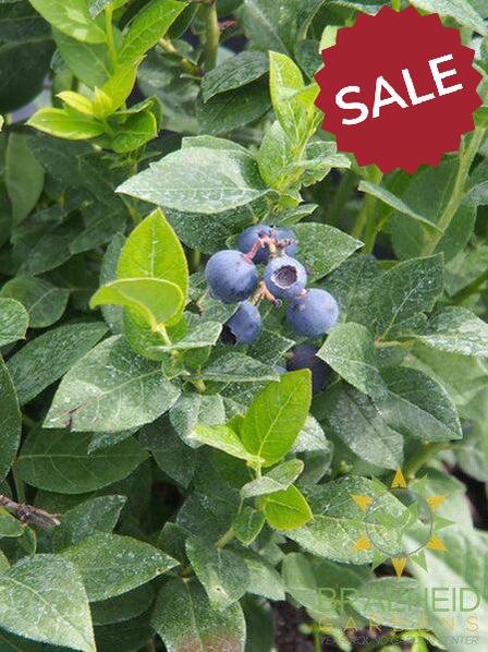Buy Northcountry Blueberry an Edible Shrub in Grande Prairie Alberta - Braeheid Gardens Ltd.