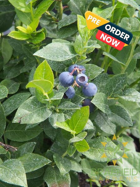 Buy Northcountry Blueberry an Edible Shrub in Grande Prairie Alberta - Braeheid Gardens Ltd.