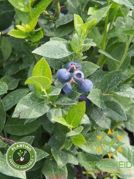 Buy Northcountry Blueberry an Edible Shrub in Grande Prairie Alberta - Braeheid Gardens Ltd.