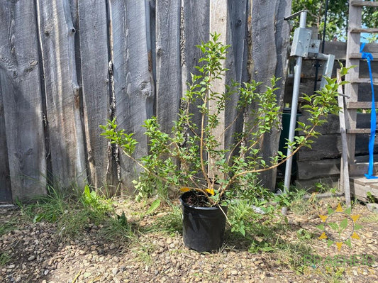 Northern Gold Forsythia