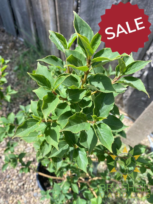 Northern Gold Forsythia