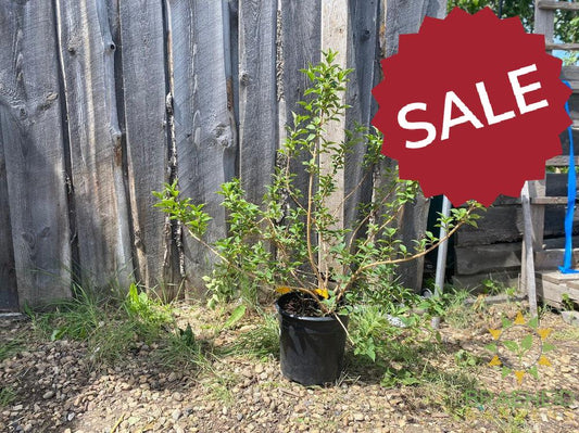 Northern Gold Forsythia