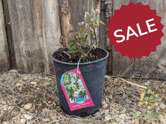 Buy Northline Saskatoon an Edible Shrub in Grande Prairie Alberta - Braeheid Gardens Ltd.