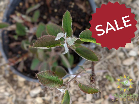 Buy Northline Saskatoon an Edible Shrub in Grande Prairie Alberta - Braeheid Gardens Ltd.