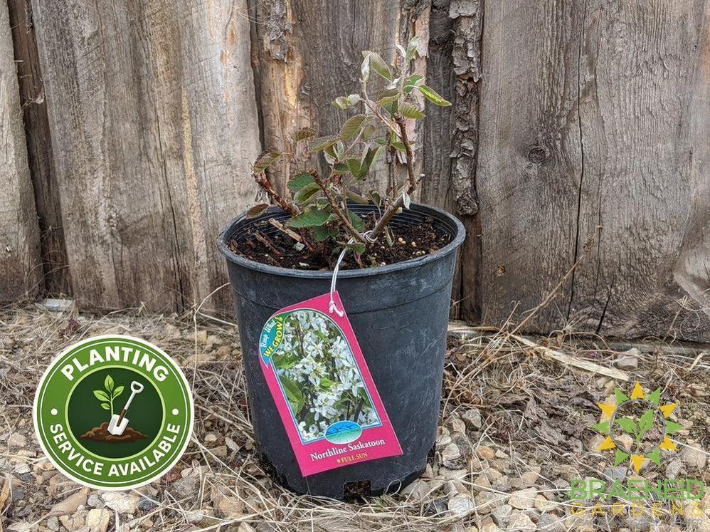 Buy Northline Saskatoon an Edible Shrub in Grande Prairie Alberta - Braeheid Gardens Ltd.