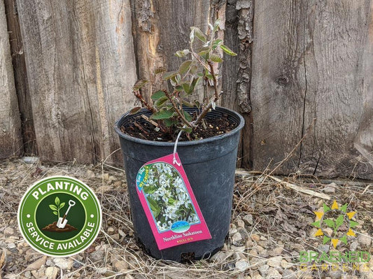 Buy Northline Saskatoon an Edible Shrub in Grande Prairie Alberta - Braeheid Gardens Ltd.