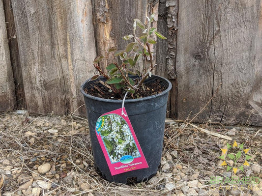 Buy Northline Saskatoon an Edible Shrub in Grande Prairie Alberta - Braeheid Gardens Ltd.