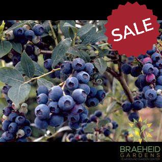 Buy Northsky Blueberry an Edible Shrub in Grande Prairie Alberta - Braeheid Gardens Ltd.