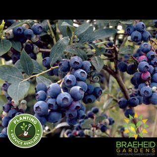 Buy Northsky Blueberry an Edible Shrub in Grande Prairie Alberta - Braeheid Gardens Ltd.