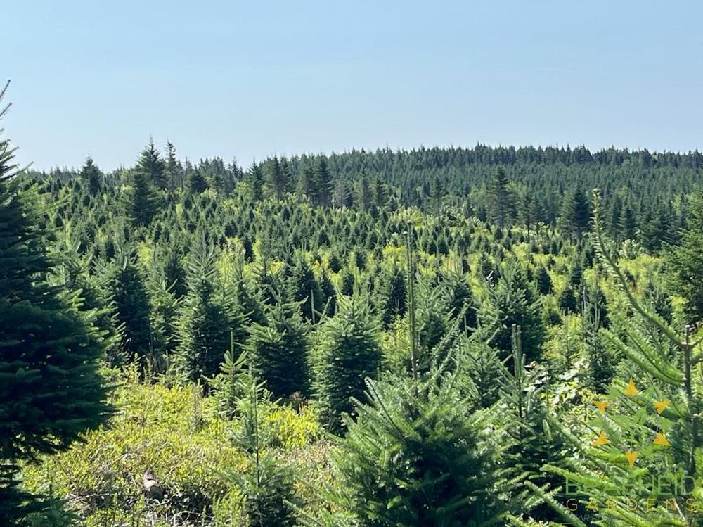 Balsam fir Christmas trees growing on a Canadian tree farm in Nova Scotia