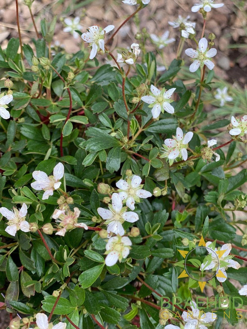 Nuuk Cinquefoil (Potentilla tridentata)