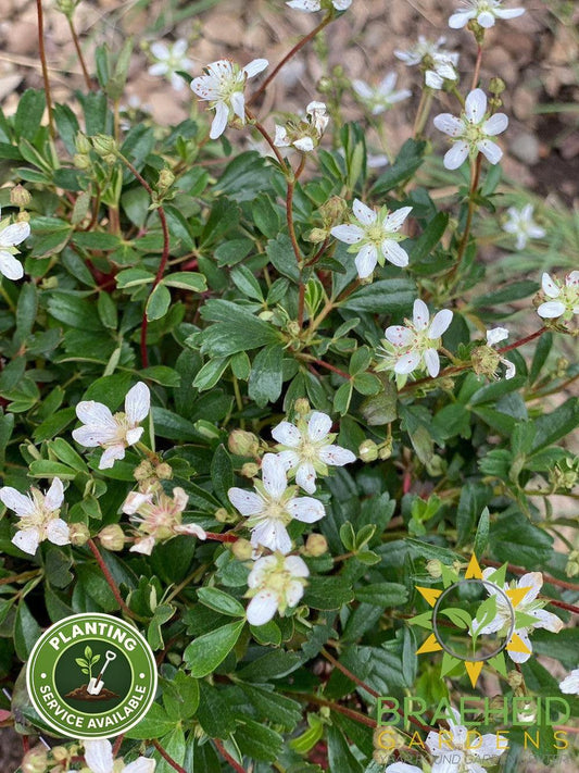 Nuuk Cinquefoil (Potentilla tridentata)