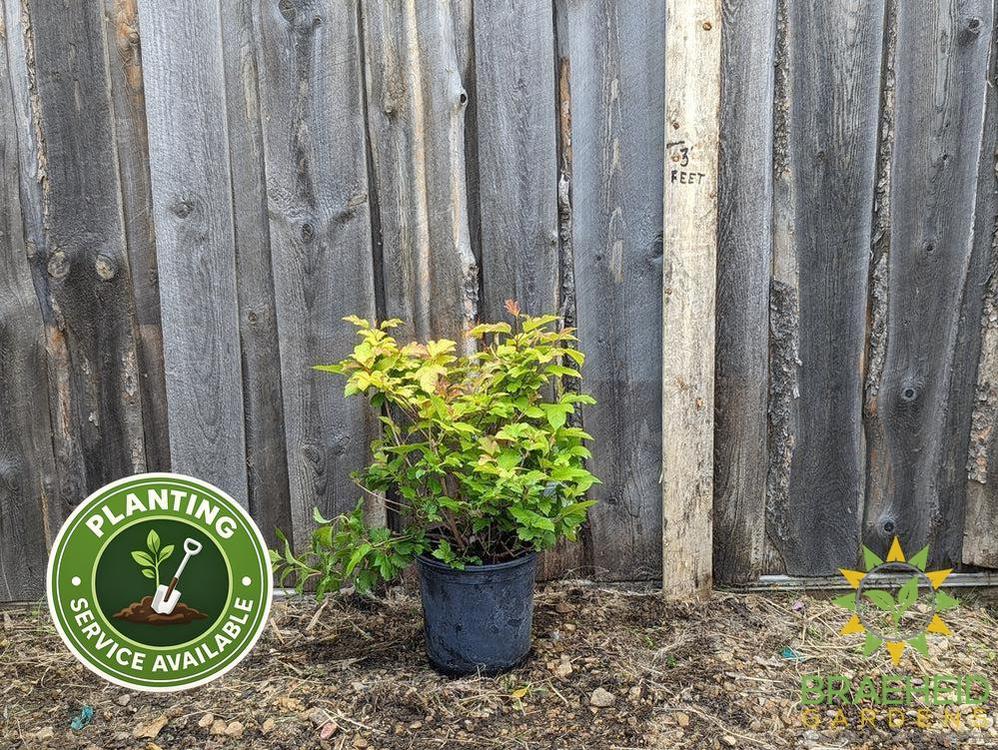 Buy Oh Canada™ Cranberry an Edible Shrub in Grande Prairie Alberta - Braeheid Gardens Ltd.